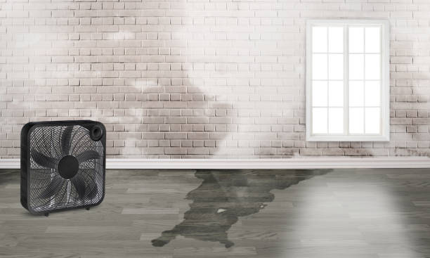 Best Ceiling water damage repair  in Federal Heights, CO